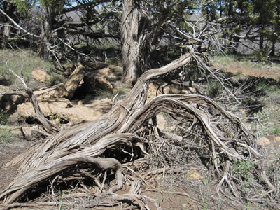 dead tree